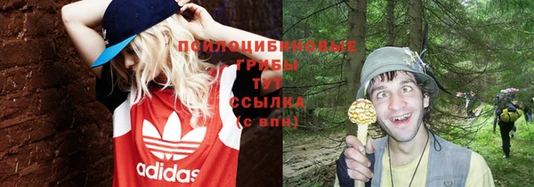крисы Абаза